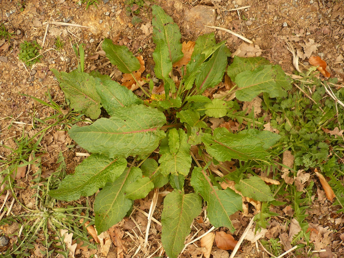 Rumex obtusifolius subsp. obtusifolius (Polygonaceae)